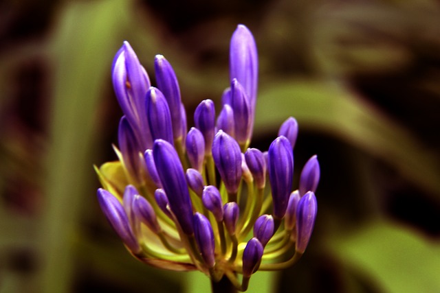 於炫目的花 於炫目的花